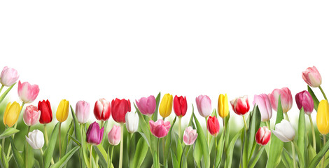 Beautiful bright tulip flowers against white background