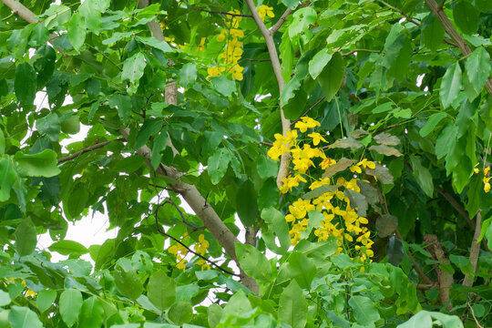 Golden Shower Tree Blossoms Lush Green Foliage Vibrant Yellow Flowers Cassia Fistula Tropical Botany
