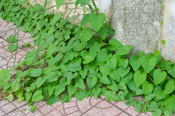 Lush Green Ipomoea Carnea Vines Growing on a Pavement near a Wall Nature Photography