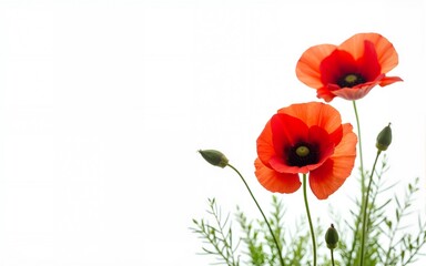 flowers, poppies white background. Environmental. High quality