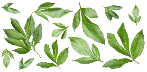 Green peony leaves isolated on white, set