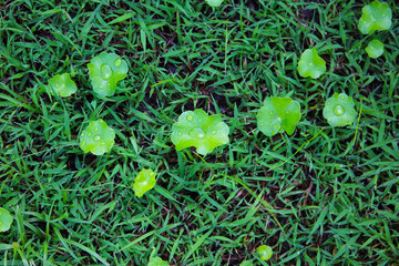 Fresh gotu kola leaves with dew drops on grass
