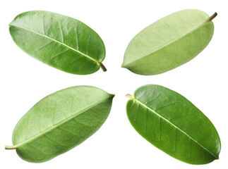 Obraz premium Many green leaves isolated on white, set