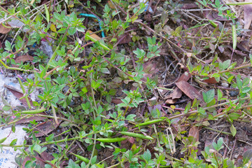 Cleome viscosa Green Seed Pods Ground Cover Weed Botanical Photography