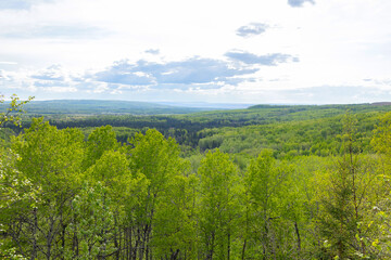 Breathtaking view from the top of the mountain to the forested green valley in sunny spring day. Spruce trees with fresh green leaves.