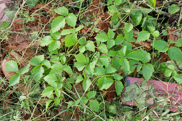 Lush Green Climbing Plants Thriving Amidst Coconut Husks Natural Groundcover Texture Background Image