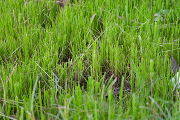 Vibrant Green Grass Blades Close Up Texture Lush Nature Spring Growth New Life