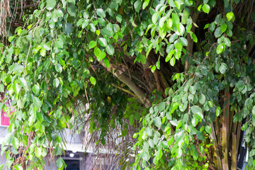 Lush Green Ficus Microcarpa Foliage Vibrant Nature Texture Background Tropical Plants Greenery