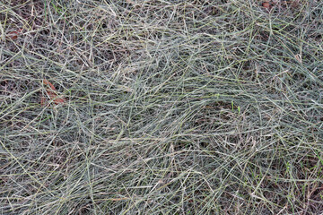 Textured Green Grass Blades Natural Background Dry Meadow Summer Landscape
