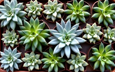 Rectangular arrangement of succulents; cactus succulents in a planter. High quality