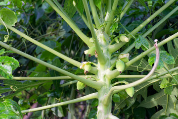 Obraz premium Young Papaya Tree with Immature Fruits and Flowers Papaya Plant Carica Papaya Tropical Fruit Growing Process Agriculture Botany