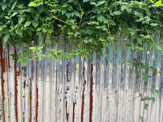 The corrugated zinc wall sheets are partly rusty and covered with lush green vines growing on the top.