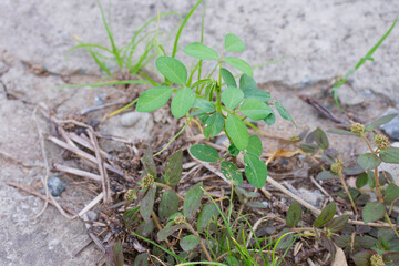 Resilient Life Emerging Concrete Crack Peanut Plant Growth Urban Nature