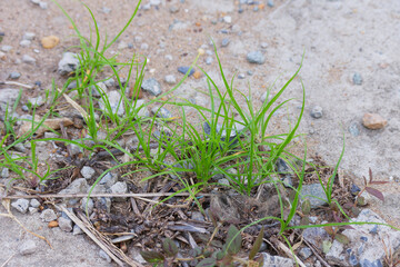 Resilient Life Emerging Through Concrete Cracks Young Grass Plants Growing in Gravel and Debris Urban Nature Perseverance Theme