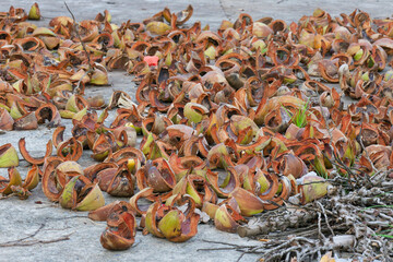 Scattered Coconut Husks Tropical Waste Agricultural Residue Recycling Potential