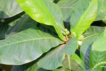 Closeup of Terminalia catappa Leaves and Immature Fruits Tropical Plant Nature Botany