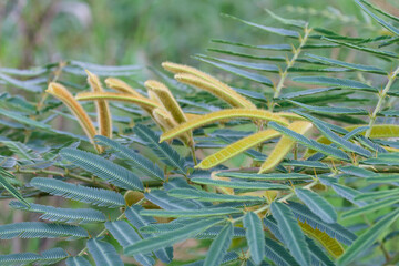 Obraz premium Closeup of Mimosa pigra Seed Pods and Feathery Leaves Nature Botany Photography