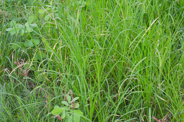Lush Green Grass Meadow Texture Background Nature Scenery Vibrant Foliage Spring Summer Season
