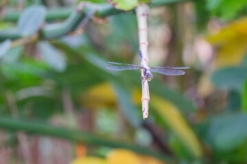 Dragonfly Perched on a Stem Serene Nature Photography Tranquil Insect Wildlife Closeup