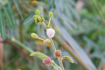 Mimosa Pudica Flower Blossom Stages Green Buds White Bloom Closeup Photography Botanical Nature