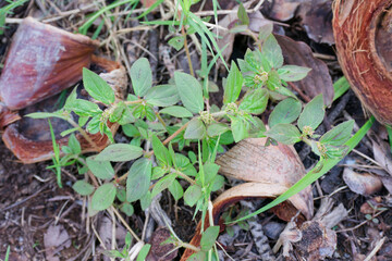 Euphorbia hirta Plant Growing Amongst Coconut Husks Ground Cover Botany Weed