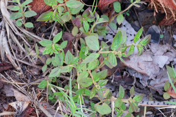Euphorbia serpens Groundcover Weed Detail Shot Springtime Botanical Photography