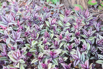 Silver inch leaf plant field or purple tradescantia zebrinahort natural background