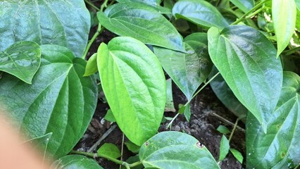 Fresh Green Heart-Shaped Betel Leaves Growing in Garden Soil, Close Up of Glossy Piper Betle, Aromatic Traditional Asian Herb and Herbal Medicine Plant