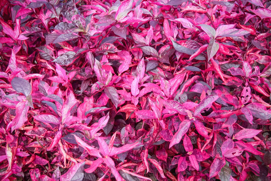 Bloodleaf or colorful red pink Iresine herbstii field natural garden background