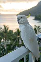 White Sulphur-crested Cockatoo Bird Perched at Hamilton Island Australia Wildlife Photography