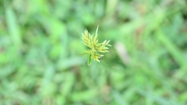Cyperus polystachyos grass. Its common names Pycreus polystachyos,&nbsp;manyspike flatsedge, bunchy sedge, coast flatsedge,&nbsp;many spiked sedge and Texas sedge. Its herbaceous species in family&nbsp;Cyperaceae. 
