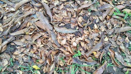 The natural texture of the ground is obscured by a thick layer of dry, dead brown leaves, a common sight during autumn in wooded areas