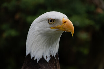 American Bald Eagle