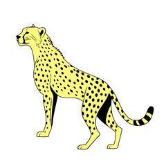 Vector image of a cheetah walking alertly on a clean white background.