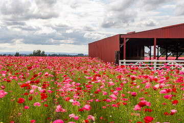 Agricultural poppies field and an outbuilding on it in Silverton, Oregon
