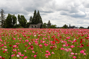 Colorful field of blooming poppies