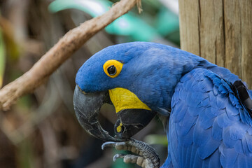 Hyacinth Macaw