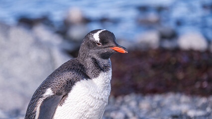Gentoo Penguins behavior of Antarctica 