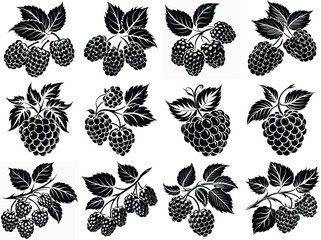 Mulberry fruit silhouette vector illustration isolated on white background.