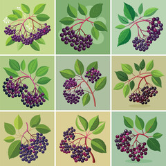 Elderberry fruit vector illustration isolated on white background. 