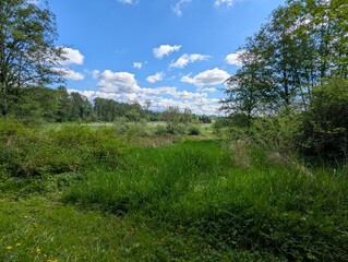 Obraz premium landscape with trees and clouds