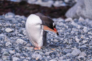Gentoo Penguins behavior of Antarctica 