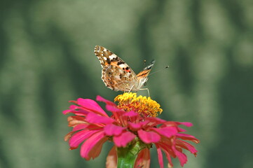 butterfly on flower