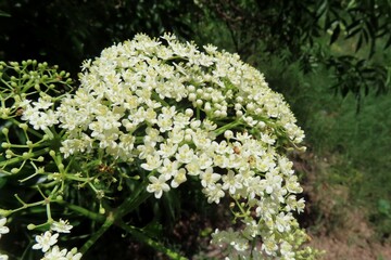 Elderberry flowers (Sambucus nigra) blooming in Florida nature