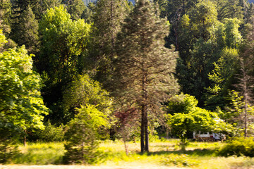 trees in the park