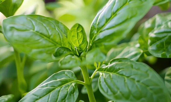 Close Up of Fresh Green Basil Leaves in Sunlight Detailed Veins on Blurred Background