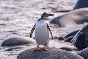 Gentoo Penguins behavior of Antarctica 