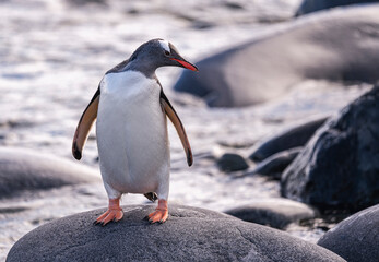 Obraz premium Gentoo Penguins behavior of Antarctica 