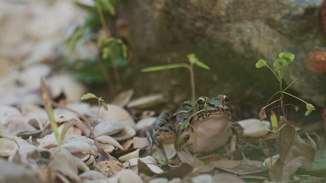 Southern Leopard Frog