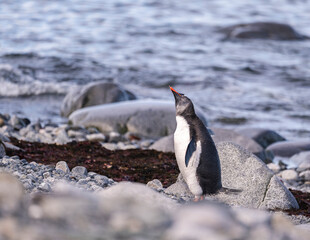 Fototapeta premium Gentoo Penguins behavior of Antarctica 
